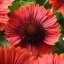 KOKARDA – GAILLARDIA AR. SPINTOP RED