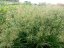 METLICE TRSNATÁ - DESCHAMPSIA CAESPITOSA PALAVA
