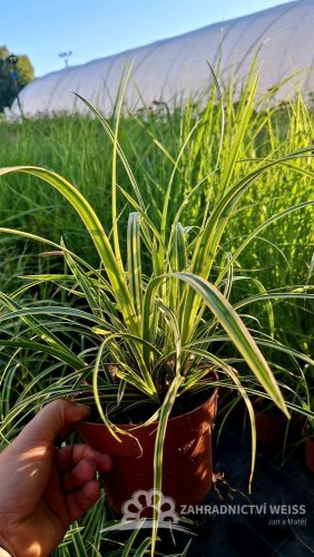 CAREX MORROWII (OSTŘICE JAPONSKÁ) VANILLA ICE