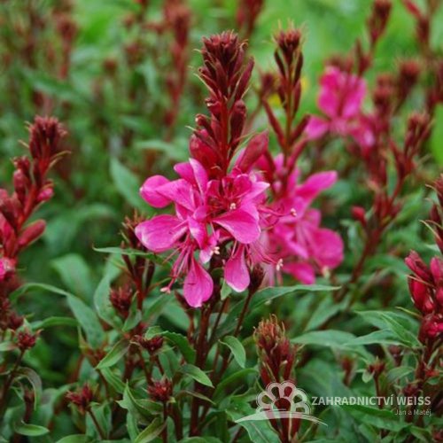 GAURA LINDHEIMERI - BUTTERFLY ROSE