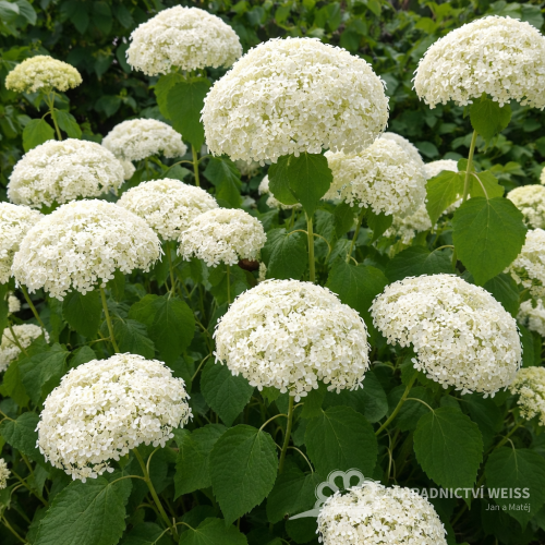 HORTENZIE STROMKOVITÁ - HYDRANGEA ARBORESCENS ANNABELLE