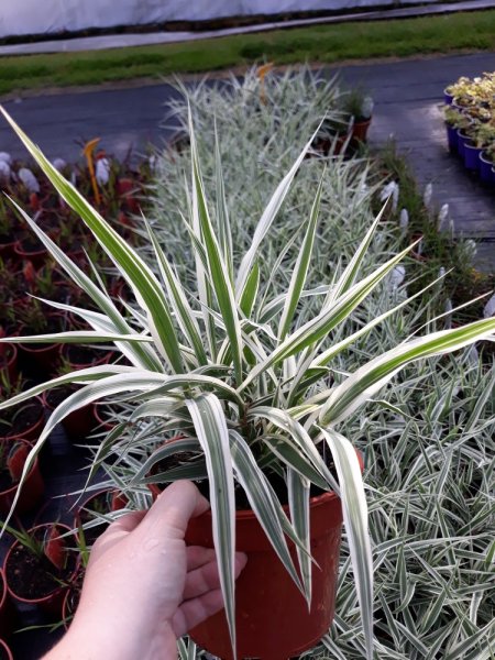 ARUNDO DONAX „ELY“