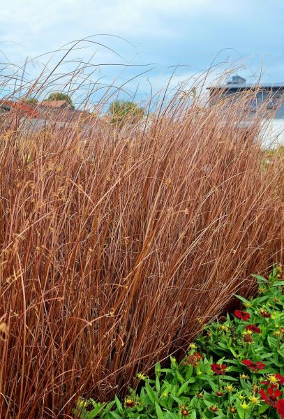 CAREX RED ROOSTER