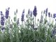 LEVANDULE LEKÁŘSKÁ - LEVANDULA OFFICINALIS
