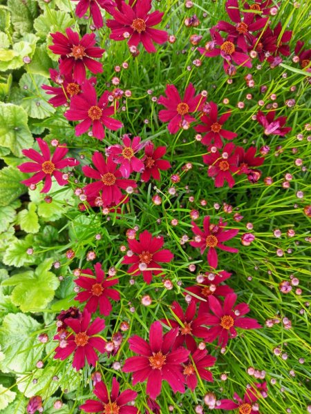 KRÁSNOOČKO  - COREOPSIS CHERRY PIE