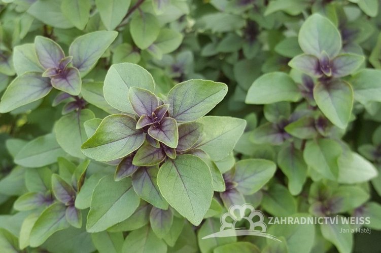 BAZALKA VYTRVALÁ MODRÁ - OCIMUM HYB. BLUE