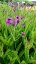 SPORÝŠ - VERBENA RIGIDA VENOSA LILAC
