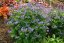 JIRNICE - POLEMONIUM HEAVEN SCENT