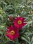 KOPRETINA KEŘOVÁ – ARGYRANTHEMUM FRUTESCENS ‘DAY ZEE RED’