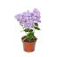 PHLOX PANICULATA  FLASTSCREEN LILAC