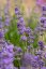 LAVANDULA ANGUSTIFOLIA - LEVANDULE LÉKAŘSKÁ - MUNSTEAD BLUE