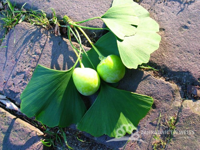 GINKO BILOBA - JINAN DVOULALOČNÝ