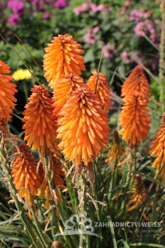KLEOPATŘINA JEHLA - KNIPHOFIA "POCO ORANGE"