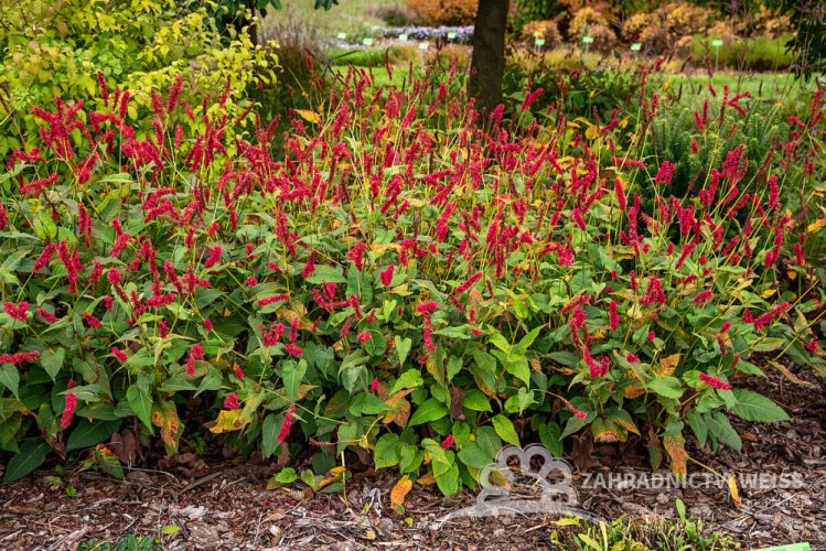 RDESNO - PERSICARIA AMPLEXICAULIS FAT DOMINO ®