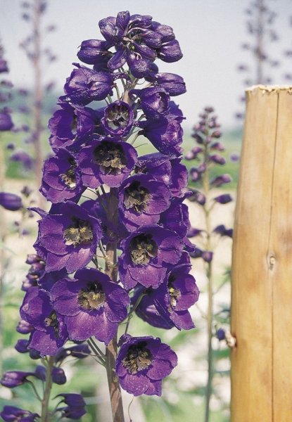 DELPHINIUM CULTORUM PACIFIC GIANTS BLACK KNIGHT