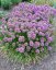 OKRASNÝ ČESNEK - ALLIUM HYBRIDA MILLENIUM