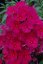 PHLOX "SWEET SUMMER RED"