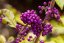 KRÁSNOPLODKA VIDLIČNATÁ - CALLICARPA DICHOTOMA ISSAI