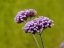 VERBENA BONARIENSIS - SPORÝŠ ARGENTINSKÝ