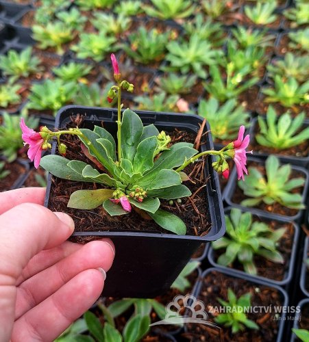 LEWISIA ELISE BRIGHT MIX