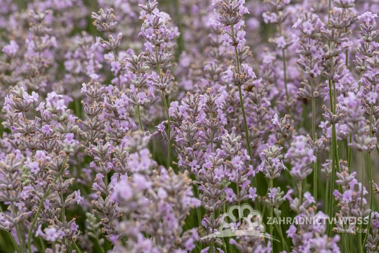 LEVANDULE RŮŽOVÁ - LAVANDULA ANGUSTIFOLIA "ROSEA"