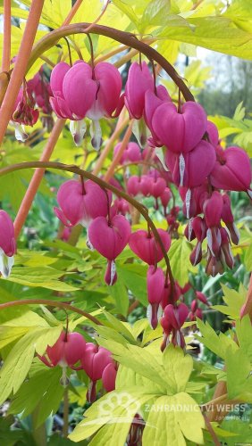 SRDCOVKA NÁDHERNÁ - DICENTRA GOLD HEART
