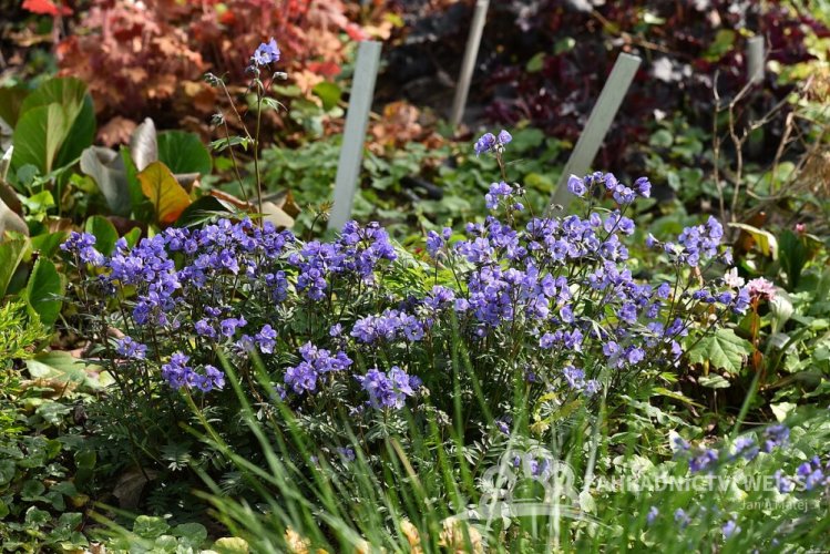 JIRNICE - POLEMONIUM HEAVEN SCENT