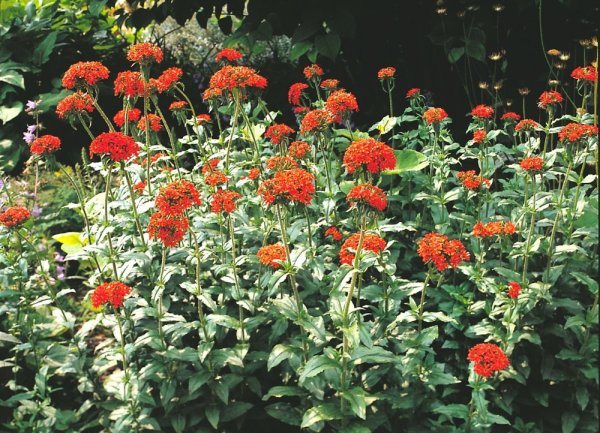 KOHOUTEK PLAMENY ČERVENÝ – LYCHNIS CHALCEDONICA RED