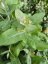 EUCALYPTUS SADA 5KS MIX DRUHY