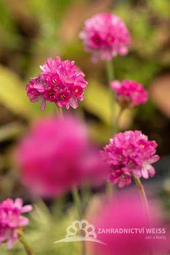 TRAVNIČKA PŘÍMOŘSKÁ - ARMERIA NIFTY THRIFTY