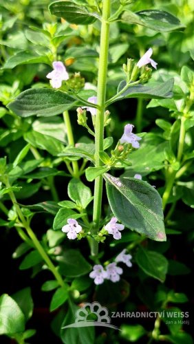 MARULKA LÉKAŘSKÁ – CALAMINTHA NEPETA - BÍLÁ