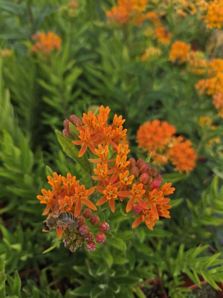 KLEJICHA - "ASCLEPIAS TUBEROSA"