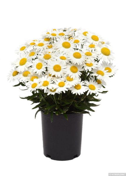 KOPRETINA VELKOKVĚTÁ - LEUCANTHEMUM SUPERBUM MADONNA