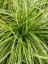 CAREX DOLICHOSTACHYA GOLD FOUNTAIN