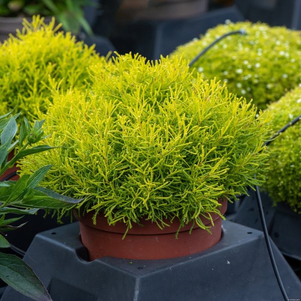 SANTOLINA  ROSMARINIFOLIA LEMON FIZZ - OLIVOVÁ BYLINKA