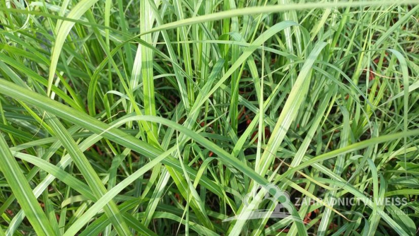 MISCANTHUS SINENSIS – OZDOBNICE ČÍNSKÁ - DAVID
