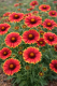 GAILLARDIA ARISTATA - KOKARDA ARIZONA RED SHADES