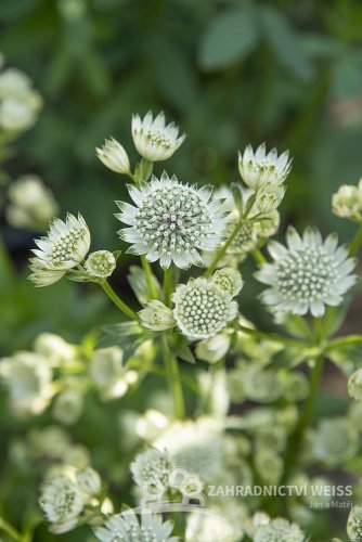 JARMANKA VĚTŠÍ - ASTRANTIA ASTRA WHITE