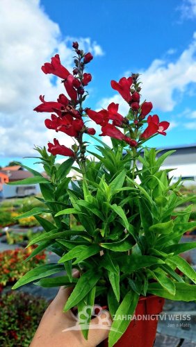 PENSTEMON HARWEGII PARTYBELS RED