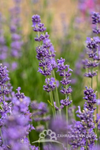 LAVANDULA ANGUSTIFOLIA - LEVANDULE LÉKAŘSKÁ - MUNSTEAD BLUE