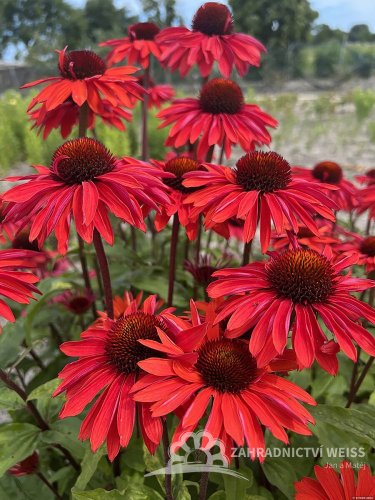 ECHINACEA HYB. HOT SUMMER IMP.