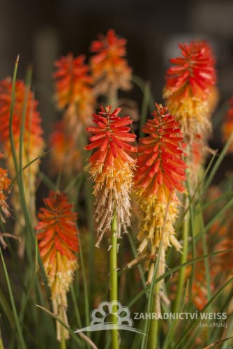 KLEOPATŘINA JEHLA - KNIPHOFIA PAPAYA POPSICLE