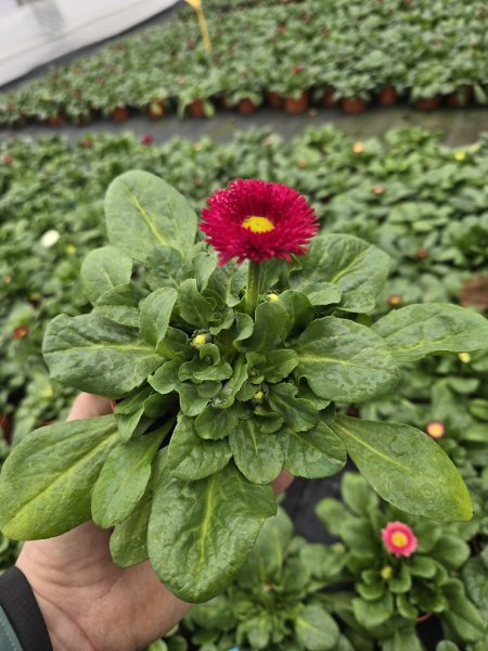 SEDMIKRASKA - BELLIS