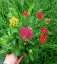 ACHILLEA MILLEFOLIUM MILLY ROCK ® MIXMASTERS  DANCE