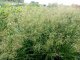 METLICE TRSNATÁ - DESCHAMPSIA CAESPITOSA PALAVA