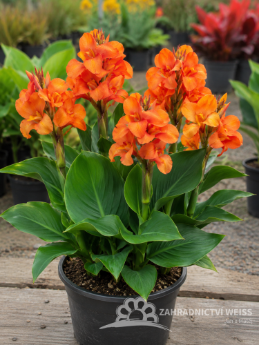 CANNA SUN SOFIA