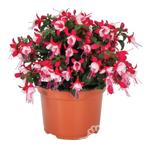 FUCHSIE - FUCHSIA BALLERINA RELEVE