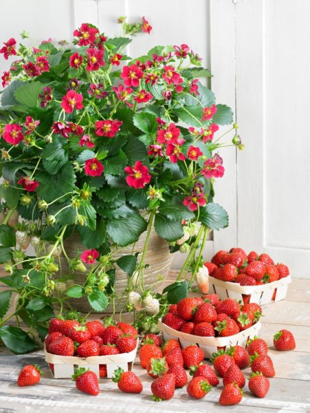 JAHODA PŘEVISLÁ - FRAGARIA FRAGOO RUBY ANN