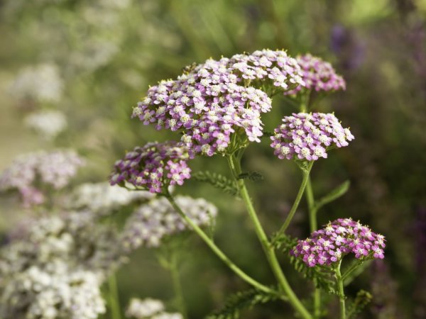 ACHILLEA MILLEFOLIUM "APPLE BLOSSOM"