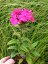 PHLOX "SWEET SUMMER RED"